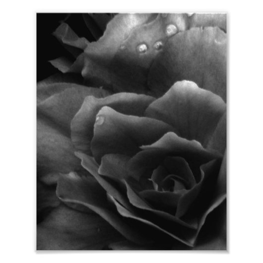 Impression Photo Noir et blanc Gros plan d'une double Begonia (Devant)