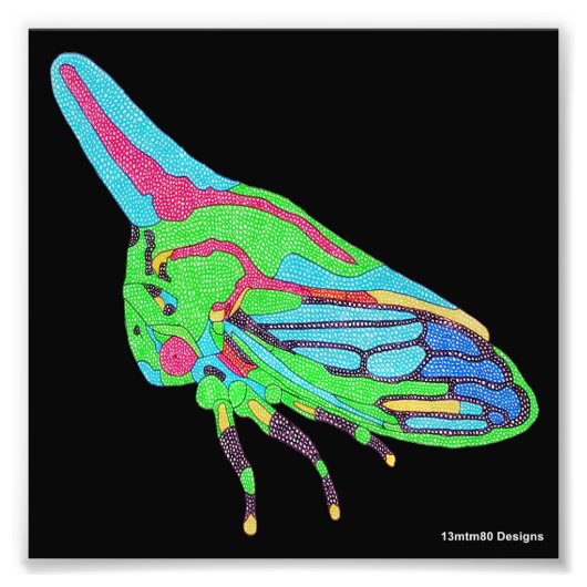 Impression photo (noir) - Psylle du chêne (Devant)