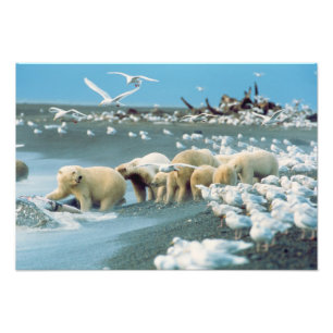 Impression Photo North Slope, Alaska. Ours polaires Ursus
