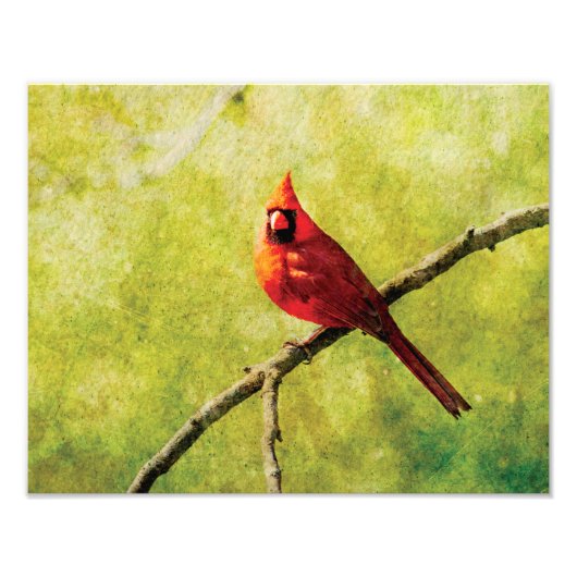 Impression Photo Northern Cardinal Wall Art Print  (Devant)