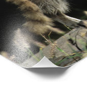 Impression Photo Northern Raccoon, lotor de Procyon (Coin)