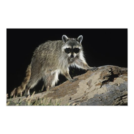 Impression Photo Northern Raccoon, lotor de Procyon (Devant)