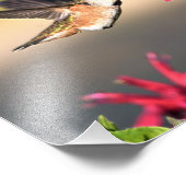 Impression Photo Nourriture des fleurs de colibri (Coin)