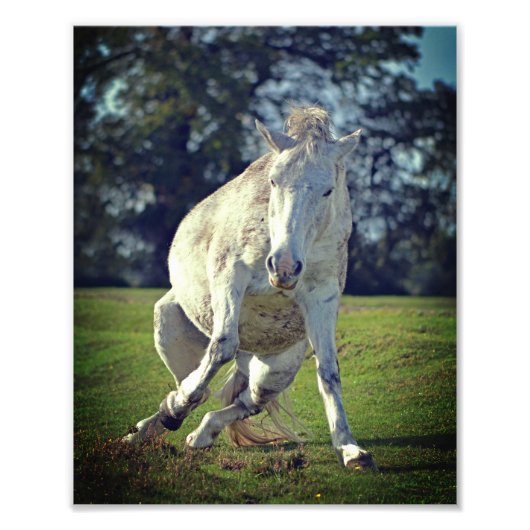 Impression Photo Nouvelle Forêt White Pony Funny Pose (Devant)