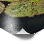 Impression Photo Nymphéas 19"x13" (Coin)