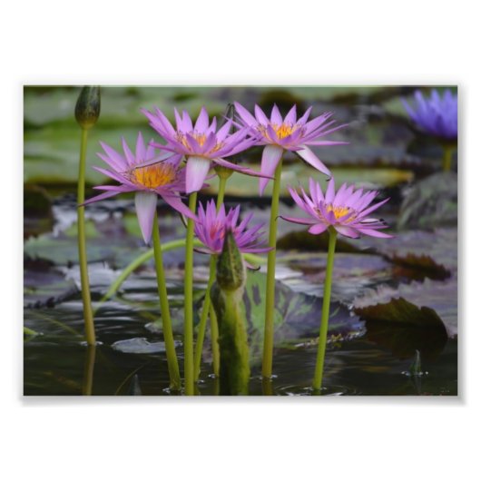 Impression Photo Nymphes D'Eau ! (Devant)