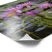Impression Photo Nymphes D'Eau ! (Coin)