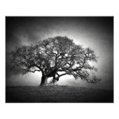 IMPRESSION PHOTO OAK TREE (Devant)