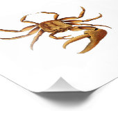 Impression Photo Ocean Crab Sea Beach Salle de bain nautique Imprim (Coin)