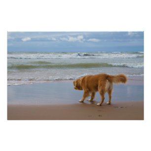 Impression Photo Océan de tintement de chien d'arrêt de canard de