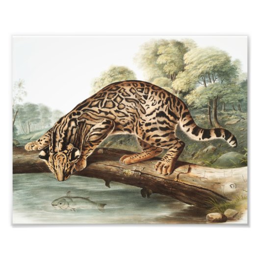 Impression Photo Ocelot, chat léopard (Felis pardalis) Illustration (Devant)