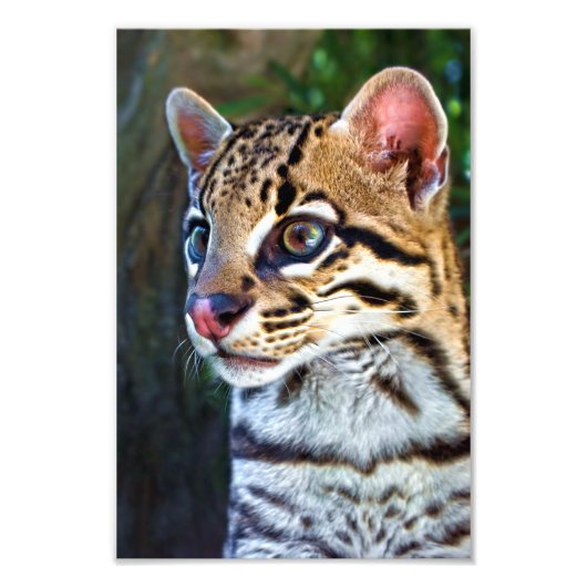 Impression Photo Ocelot - Mini Jaguar sauvage (Devant)