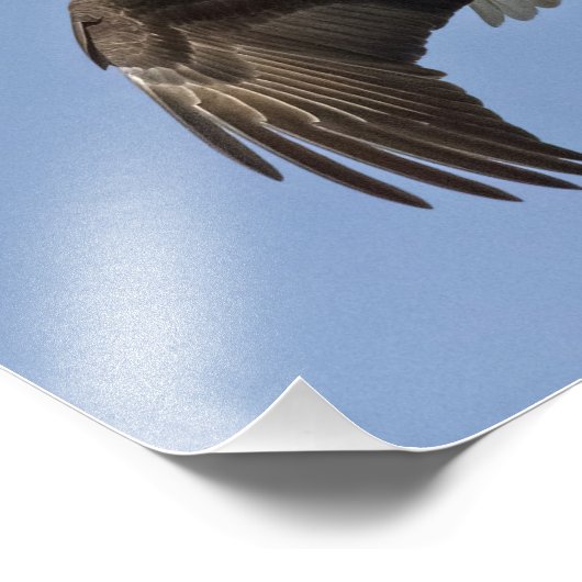 Impression Photo Oeil d'aigle (Coin)