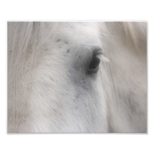 Impression Photo Oeil de Cheval Percheron Blanc 8x10