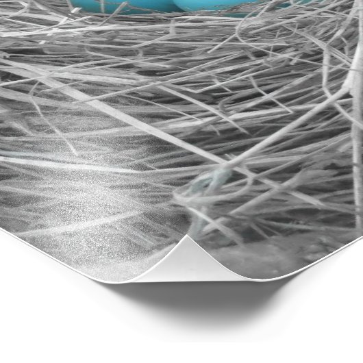 Impression Photo Oeufs de Robin (Coin)