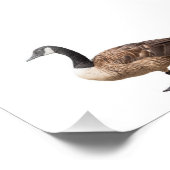 Impression Photo Oie (Coin)