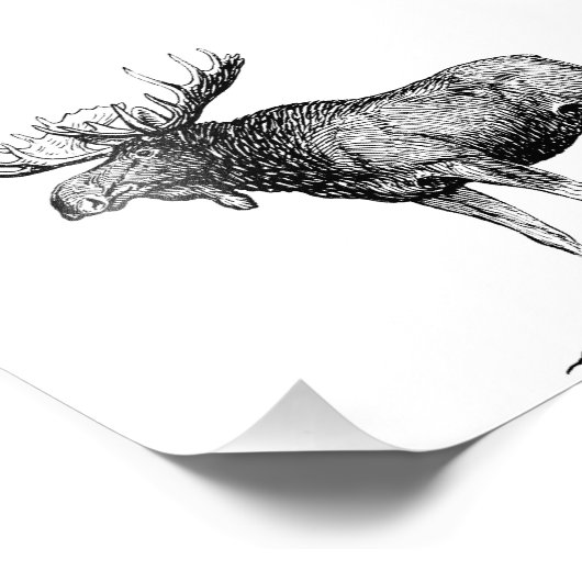 Impression Photo Oie (Coin)