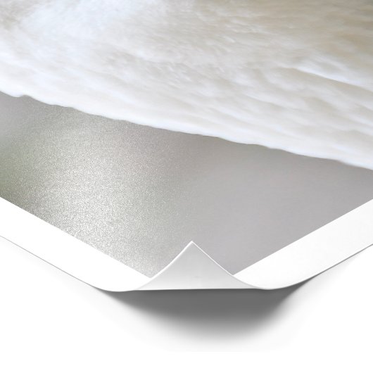 Impression Photo Oie blanche (Coin)