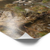 Impression Photo Oie canadienne (Coin)