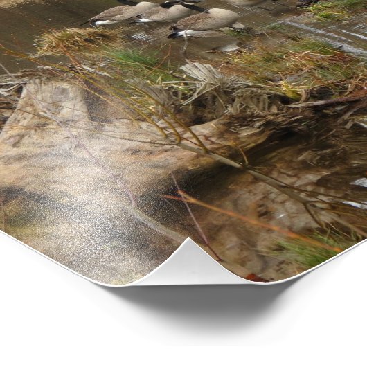 Impression Photo Oie canadienne (Coin)