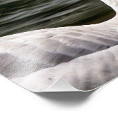 Impression Photo Oie canadienne leuciste (Coin)