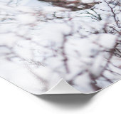 Impression Photo Oie chilienne (Coin)