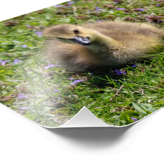 Impression Photo Oie de bébé (Gosling) (Coin)