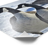 Impression Photo Oies canadiennes en hiver (Coin)