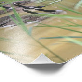 Impression Photo Oies du Canada Marais isolé 10x8 Nature (Coin)