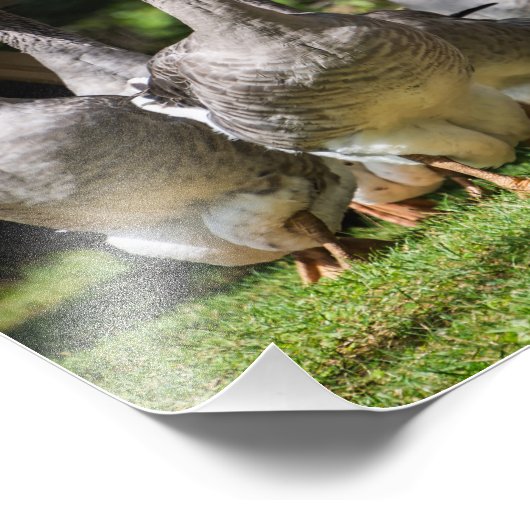 Impression Photo Oies en Dordogne (Coin)