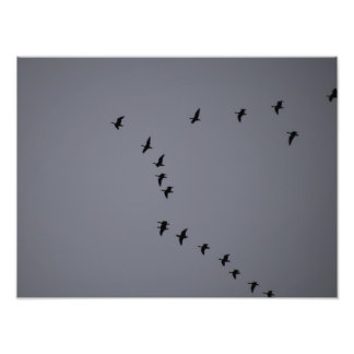 Impression Photo Oies sauvages