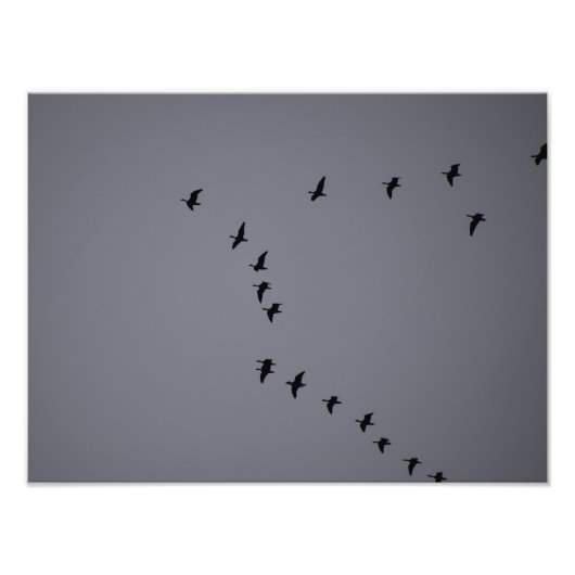 Impression Photo Oies sauvages (Devant)