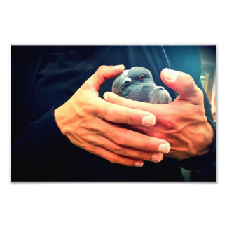 Impression Photo Oiseau blessé