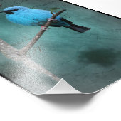 Impression Photo Oiseau bleu sur une branche en techniques mixtes (Coin)