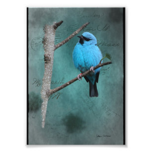 Impression Photo Oiseau bleu sur une branche en techniques mixtes