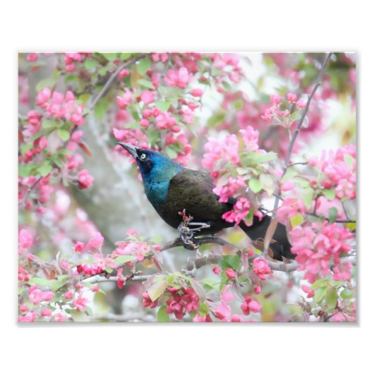 Impression Photo Oiseau commun de charrue dans l'arbre de pomme du  (Devant)