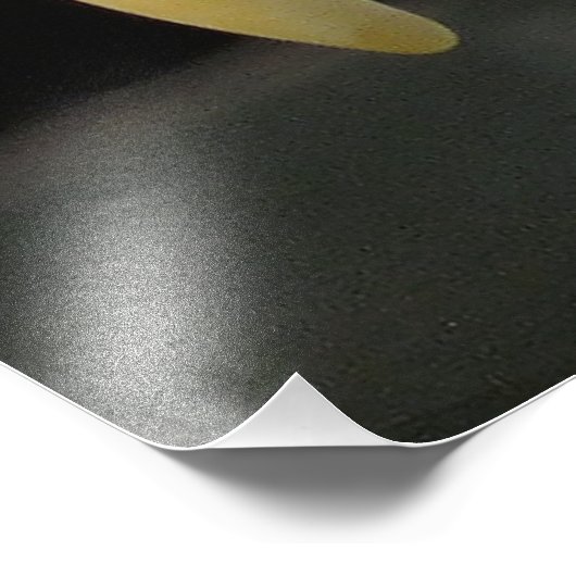 IMPRESSION PHOTO OISEAU D'AGLE (Coin)