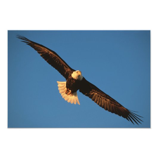 Impression Photo Oiseau de proie, aigle à tête blanche en vol, Kach (Devant)