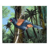 Impression Photo Oiseau de Saddleback forestier (Devant)