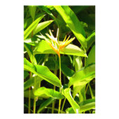 Impression Photo Oiseau du Paradis (Devant)