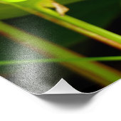 Impression Photo Oiseau du Paradis (Coin)