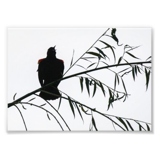 Impression Photo Oiseau En Chanson (Devant)