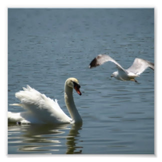 Impression Photo Oiseau et cygne Jouer sur un