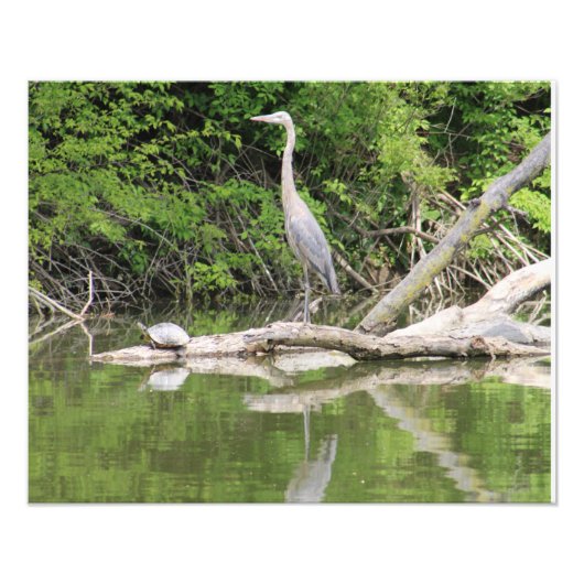 Impression Photo oiseau et tortue (Devant)