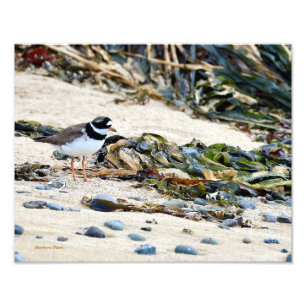 Impression Photo Oiseau islandais : Pluvier siffleur