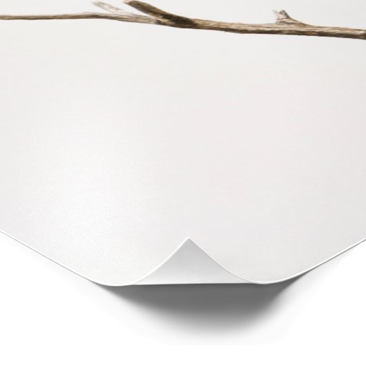 Impression Photo Oiseau noir à ailes rouges (Coin)