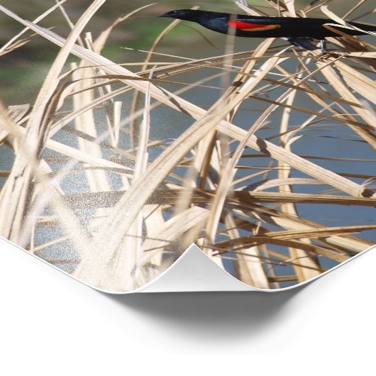 Impression Photo Oiseau noir à ailes rouges (Coin)