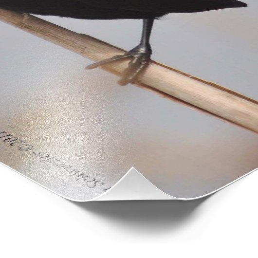 Impression Photo Oiseau noir à ailes rouges mâle 11X14 (Coin)