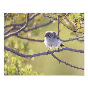 Impression Photo Oiseau sur Twig (Bushtit)