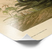 Impression Photo Oiseaux d'Amérique du Grouse Audubon tacheté (épin (Coin)